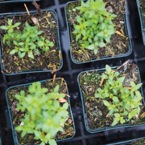 Herbal Schools 39 Zaļi augi ar svaigām lapām.